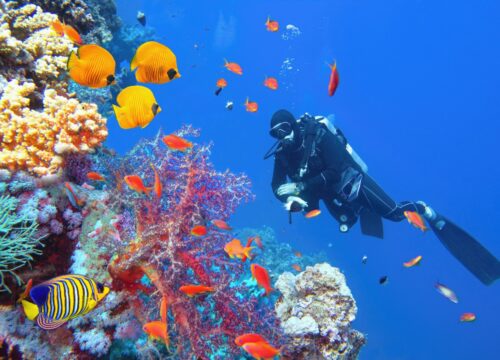 Golden Depths: Luxury Diving Expedition in Hurghada